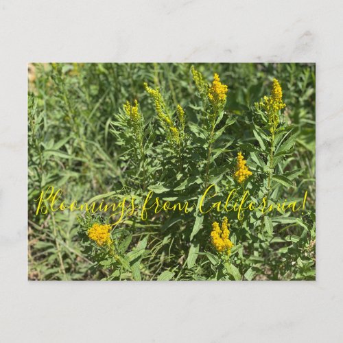 Bloomings from California California Goldenrod Postcard