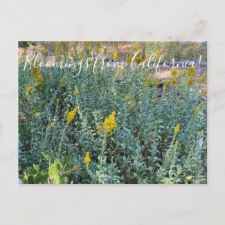 Bloomings from California: California Goldenrod Postcard