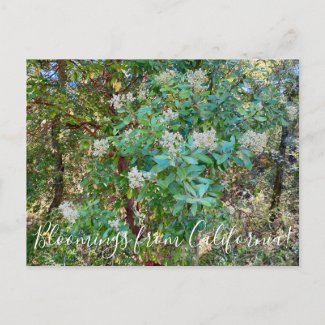 Bloomings from California: California Holly Postca Postcard