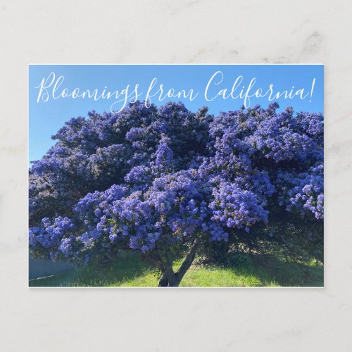 Bloomings from California California Lilac Postcard