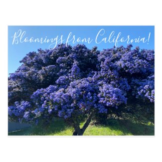 Bloomings from California: California Lilac Postcard