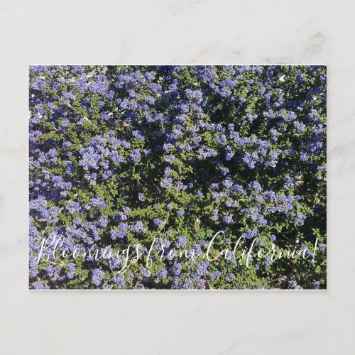 Bloomings from California California Lilac Postcard