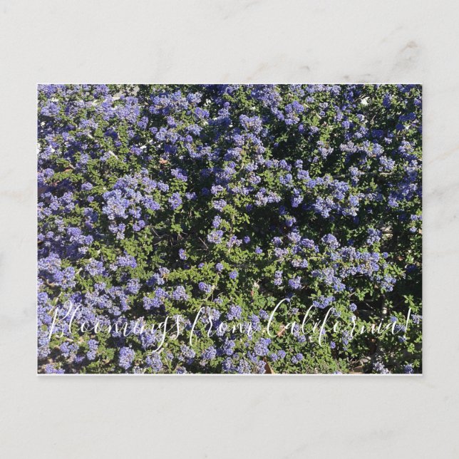 Bloomings from California!: California Lilac Postcard (Front)