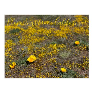 Bloomings from California!: California Poppy Postcard