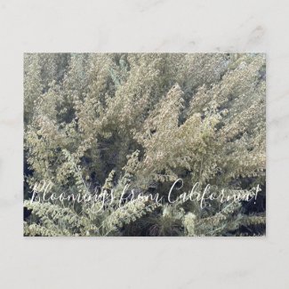 Bloomings from California: California Sagebrush Po Postcard