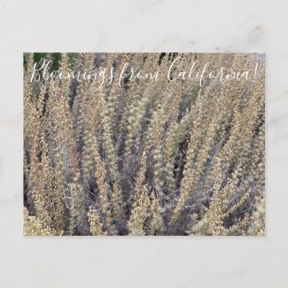 Bloomings from California: California Sagebrush Postcard