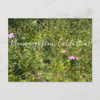 Bloomings from California: California Wild Rose Postcard