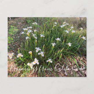 Bloomings from California: Canyon Snow Iris Postca Postcard