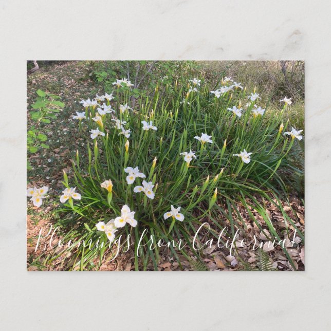 Bloomings from California: Canyon Snow Iris Postca Postcard (Front)