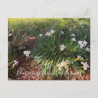 Bloomings from California: Canyon Snow Iris Postcard