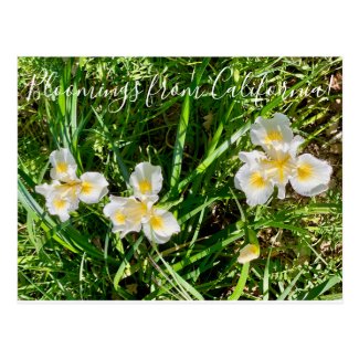 Bloomings from California: Canyon Snow Iris Postcard
