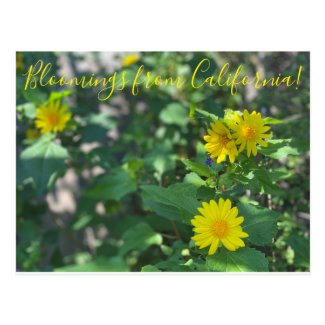 Bloomings from California: Canyon Sunflower Postcard