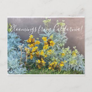 Bloomings from California: Catalina Silverlace Postcard