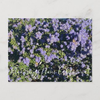 Bloomings from California: Ceanothus Dark Star Pos Postcard