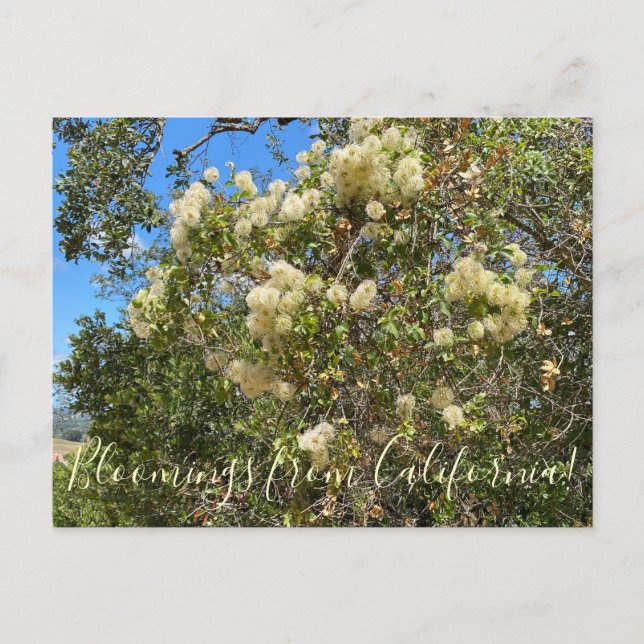 Bloomings from California: Chaparral Clematis Postcard (Front)