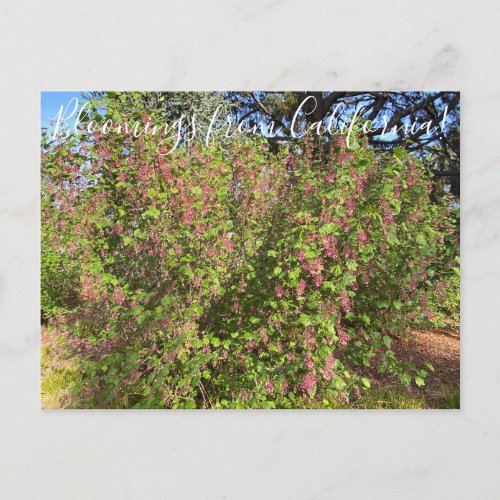 Bloomings from California Chaparral Currant Postc Postcard