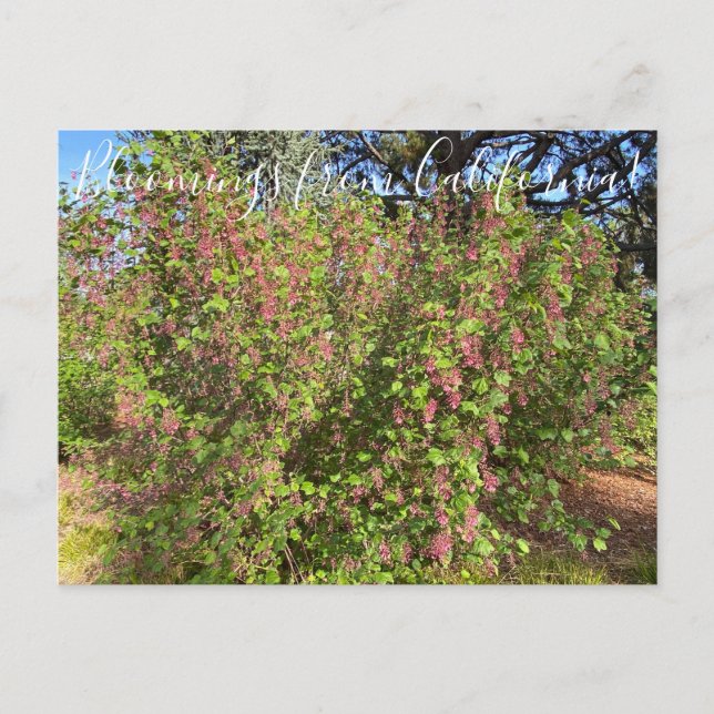 Bloomings from California: Chaparral Currant Postc Postcard (Front)