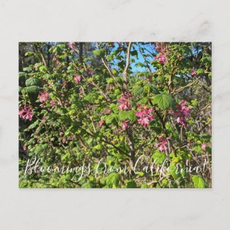 Bloomings from California: Chaparral Currant Postcard