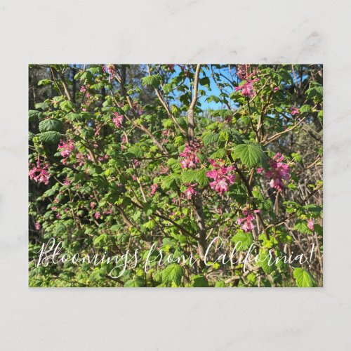 Bloomings from California Chaparral Currant Postcard