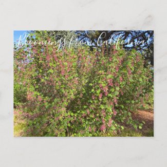Bloomings from California: Chaparral Currant Postcard