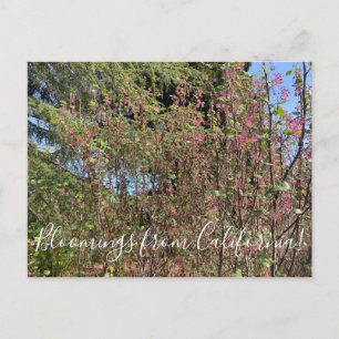 Bloomings from California: Chaparral Currant Postcard
