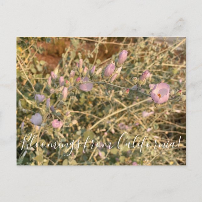 Bloomings from California:  Chaparral Mallow Postcard (Front)