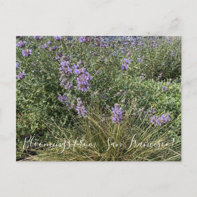Bloomings from California: Cleveland Sage Postcard (Front)