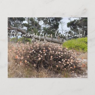 Bloomings from California: Coast Buckwheat Postcard