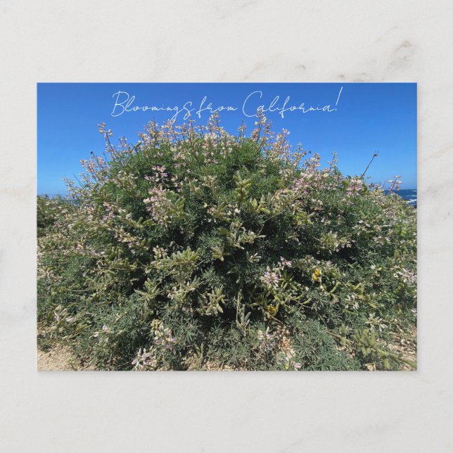 Bloomings from California: Coastal Bush Lupine Postcard (Front)