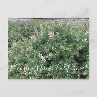 Bloomings from California: Coastal Bush Lupine Postcard