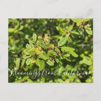 Bloomings from California: Coffeeberry Postcard