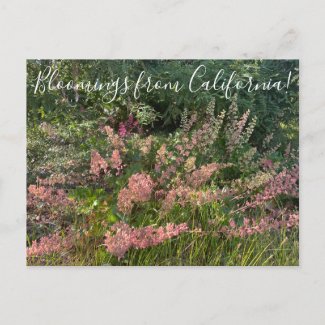 Bloomings from California: Coral Bells Postcard