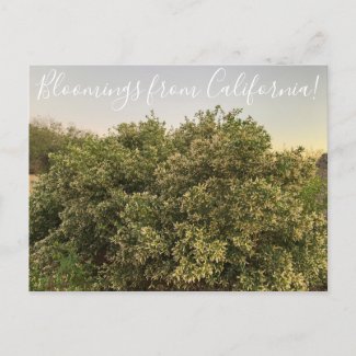 Bloomings from California: Coyote Bush  Postcard