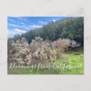 Bloomings from California: Coyote Bush Postcard
