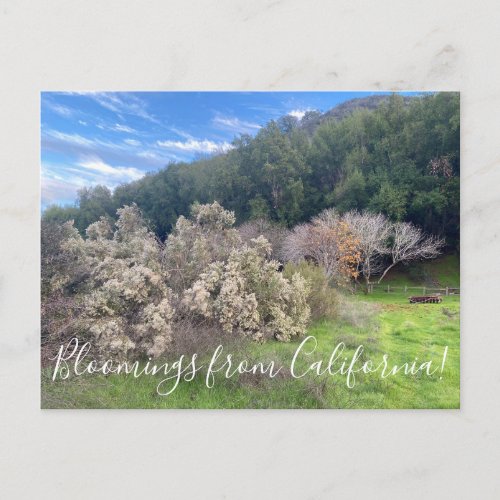 Bloomings from California Coyote Bush  Postcard