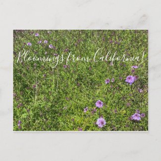 Bloomings from California: De La Mina Verbena Postcard