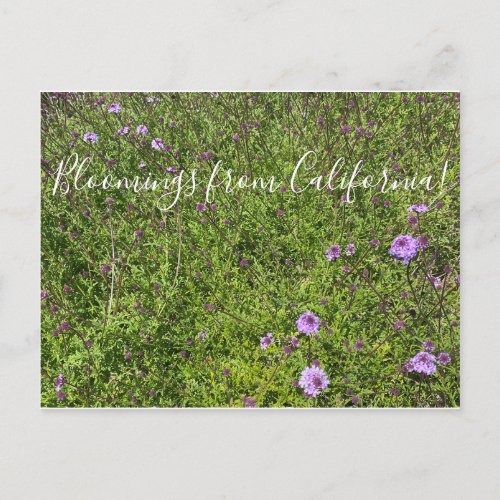 Bloomings from California De La Mina Verbena Postcard