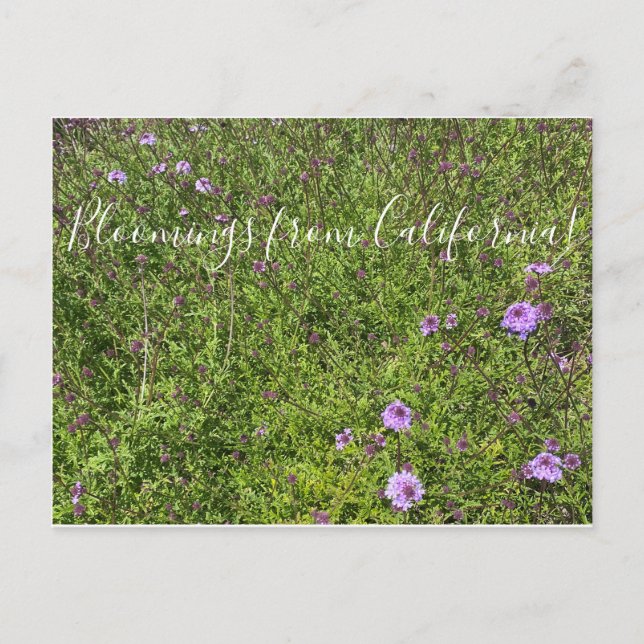 Bloomings from California: De La Mina Verbena Postcard (Front)