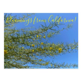 Bloomings from California Desert Museum Palo Verde Postcard