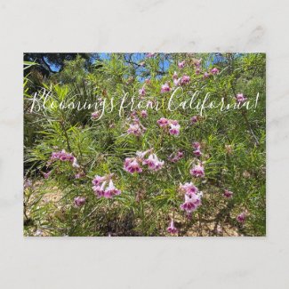 Bloomings from California: Desert Willow Postcard