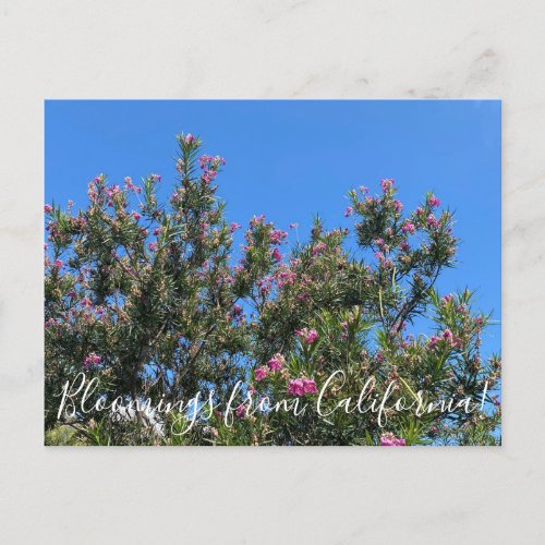 Bloomings from California Desert Willow Postcard