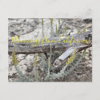 Bloomings from California: Dune Sagewort Postcard