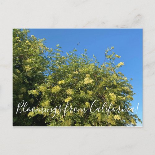 Bloomings from California Elderberry Postcard