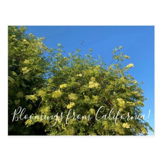 Bloomings from California: Elderberry Postcard