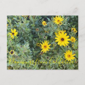 Bloomings from California: Encelia californica Pos Postcard