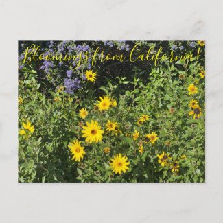 Bloomings from California: Encelia californica Postcard