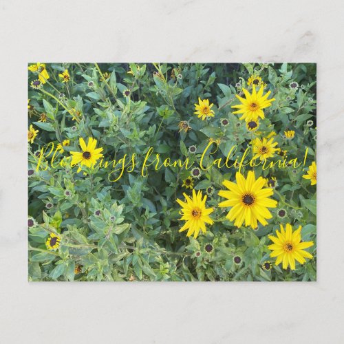 Bloomings from California Encelia californica Postcard