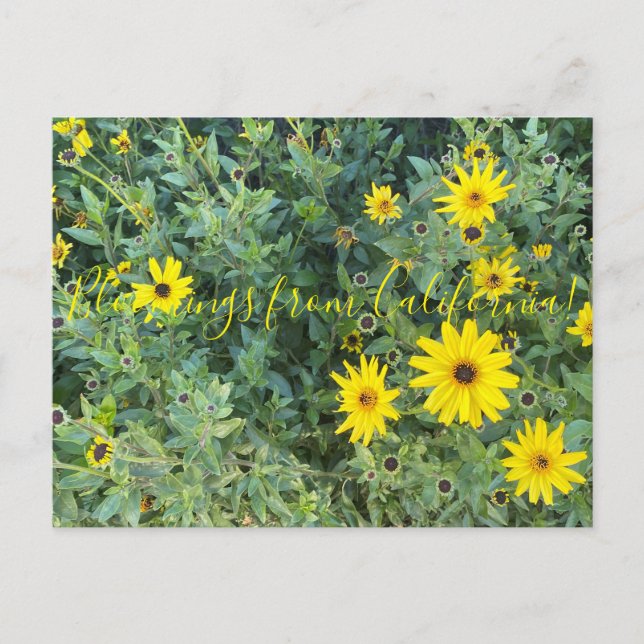 Bloomings from California: Encelia californica Postcard (Front)