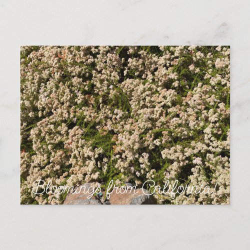 Bloomings from California Eriogonum fasciculatum Postcard