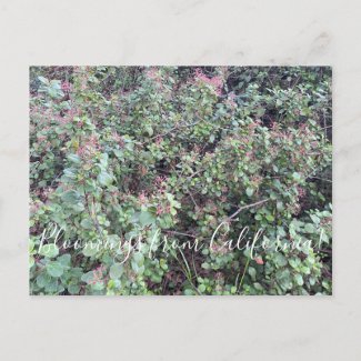 Bloomings from California: Evergreen Currant Postc Postcard